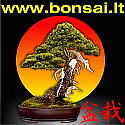 Bonsai.lt - tinklalapis egzotiškųjų bonsų mėgėjams