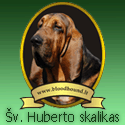 Viskas apie Bloodhound šuns veislę